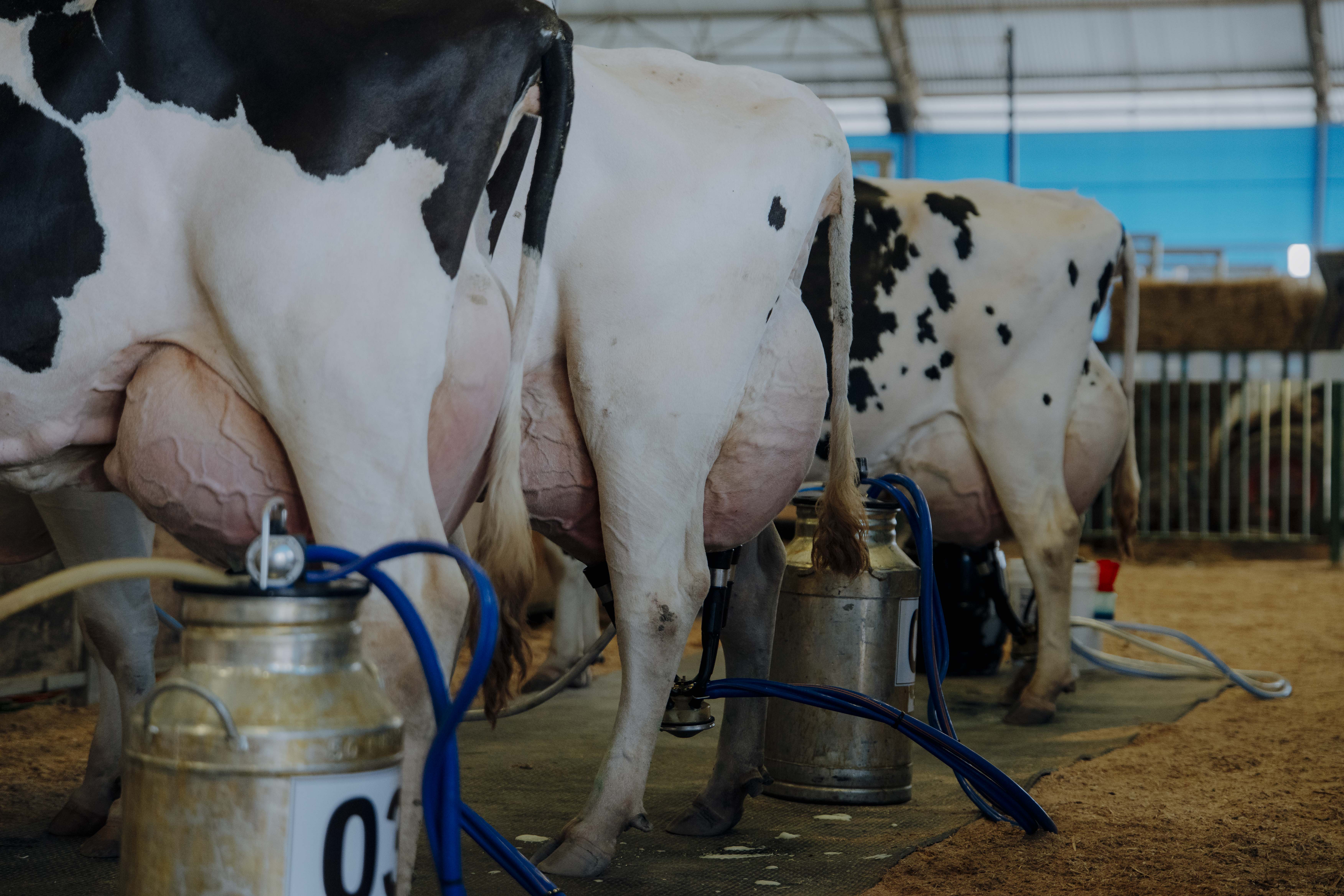 Torneio Leiteiro evidencia excelência em genética, manejo e produtividade no Agroleite 2026