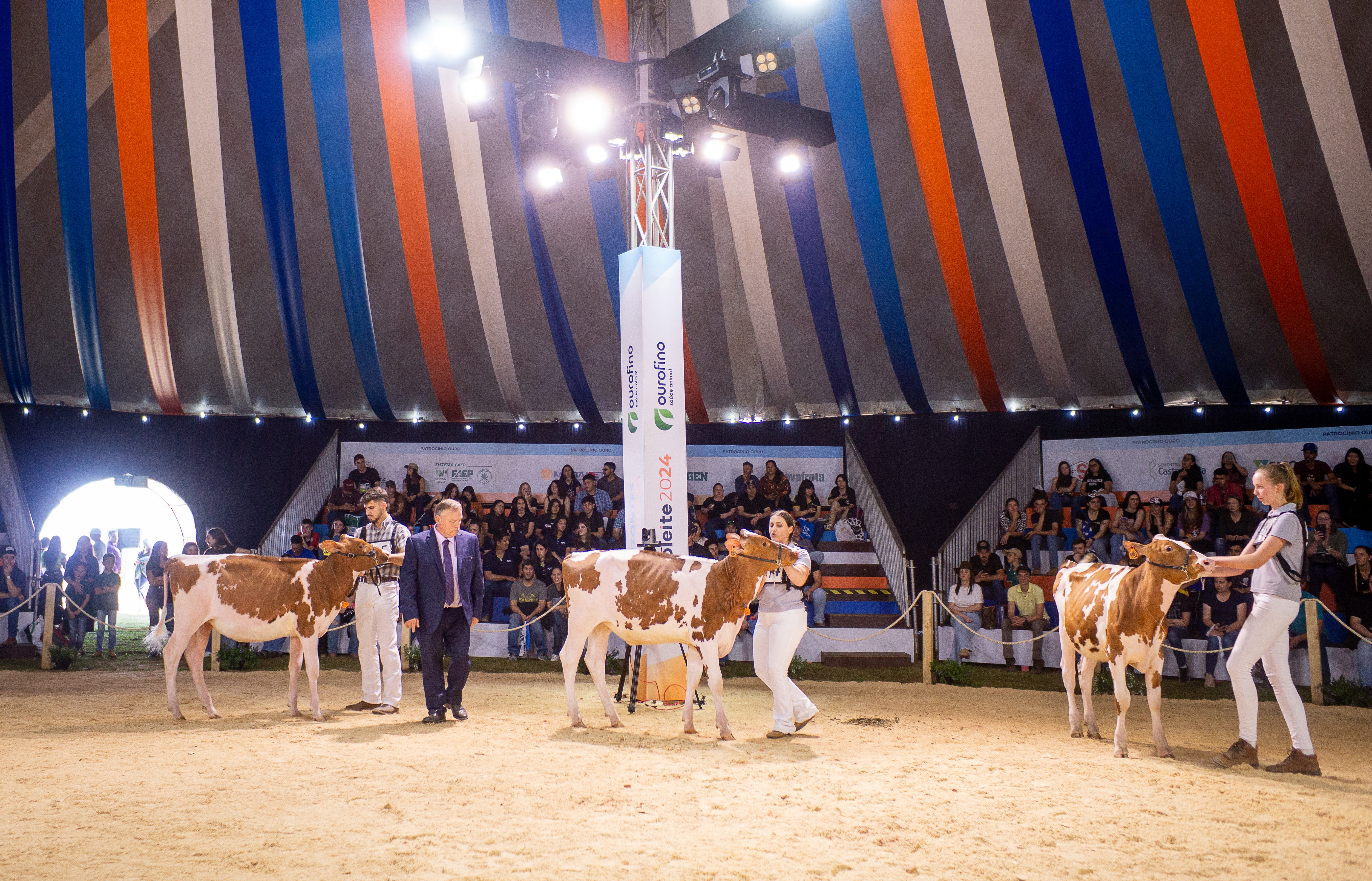 Mais de 550 animais vão participar do julgamento no Agroleite 2025 