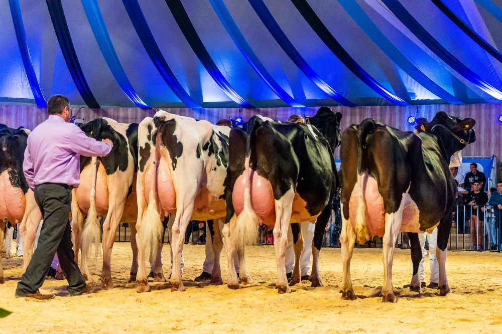 Sobe o número de animais confirmados no Agroleite